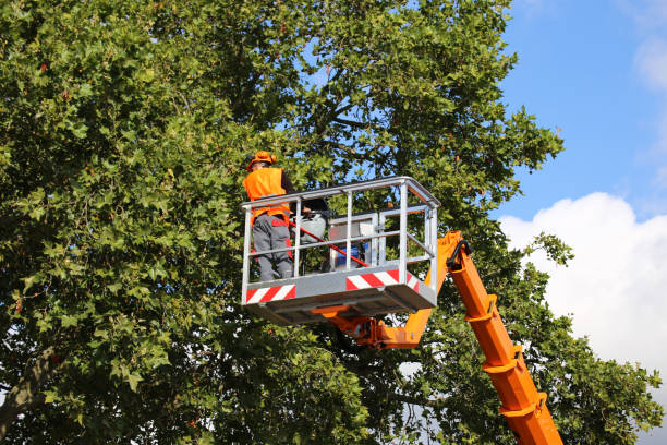 Trusted West Monroe, LA Tree Removal and Landscaping Services Experts